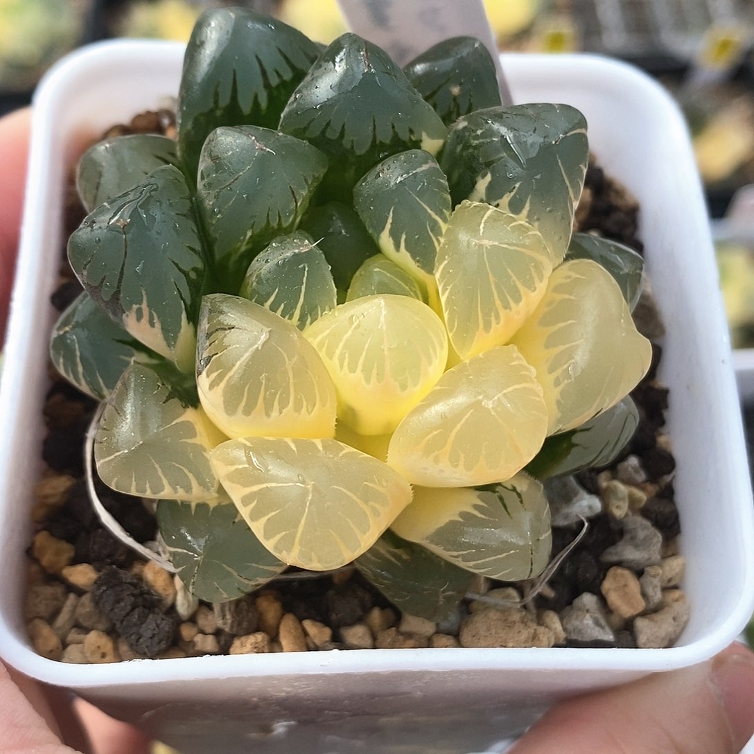 红陶27号实生玉露锦一物一拍