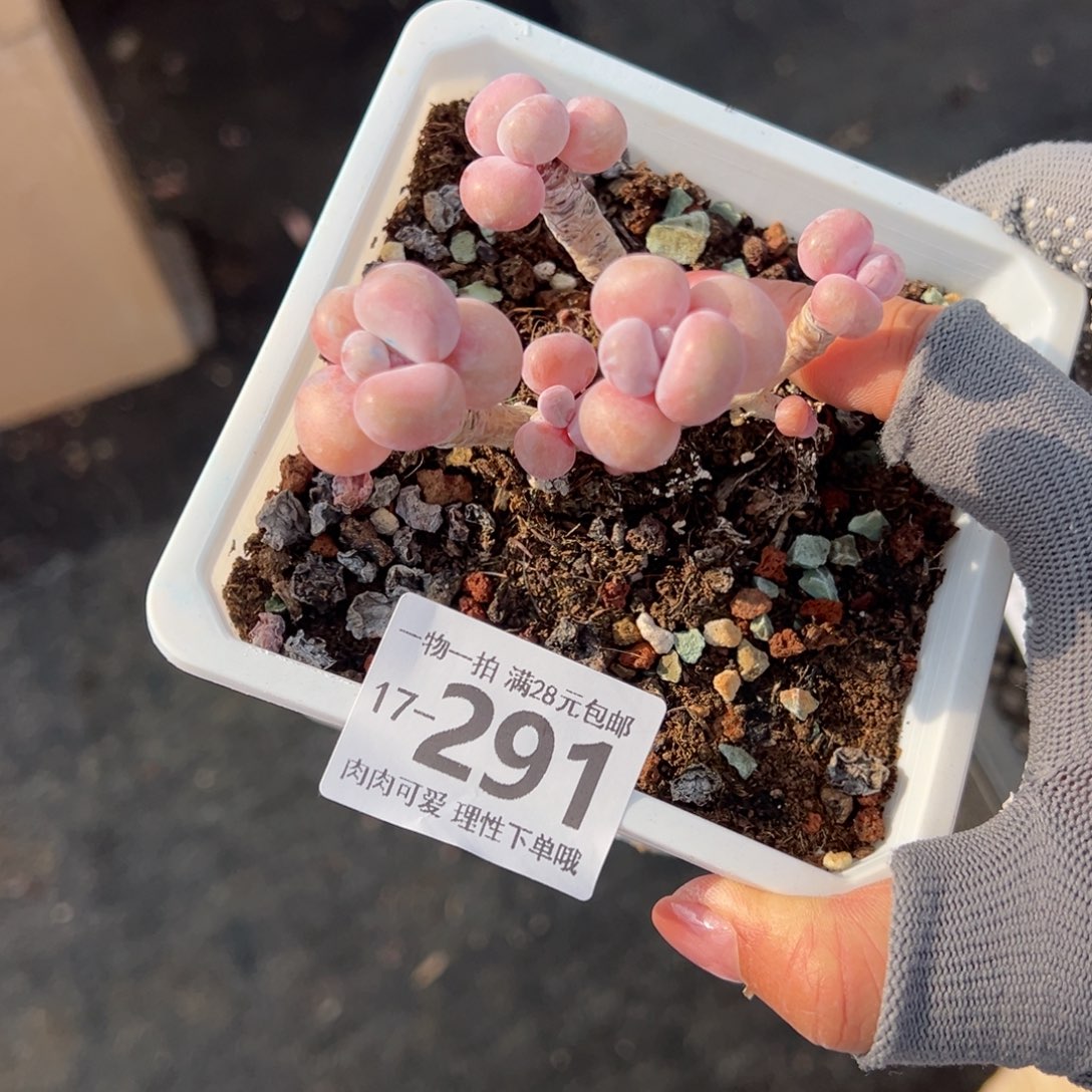 腰子蛋多肉多肉多肉