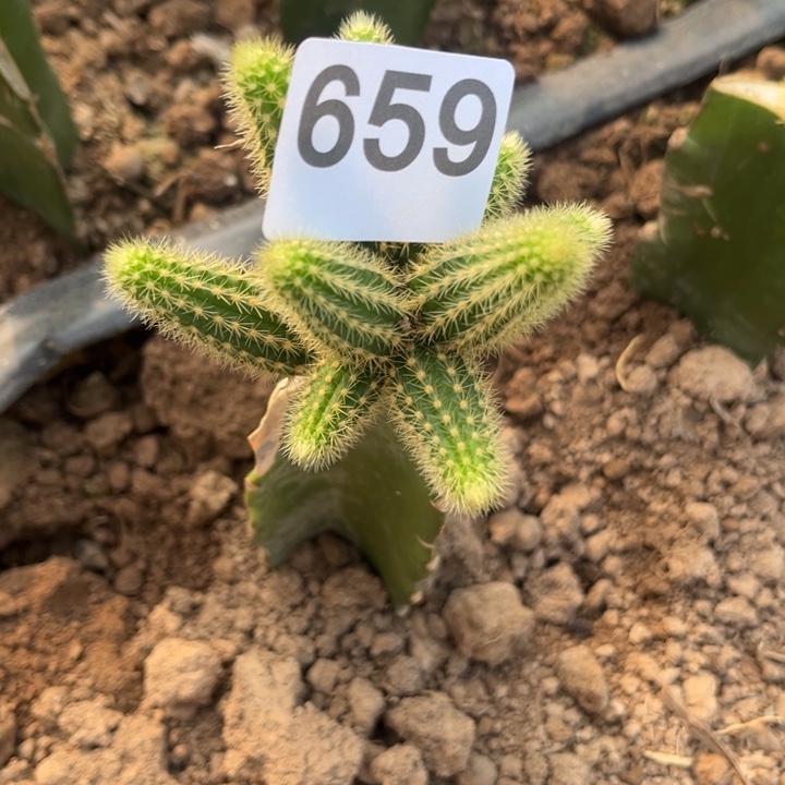 垂吊金妞墨子一棵659