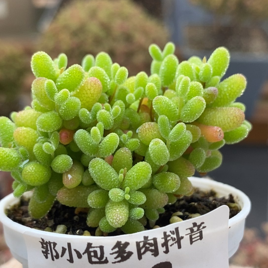 蜜橘糖球5823枝干番杏