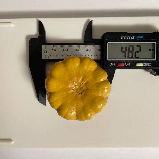 精品反色墨西哥太阳花葫芦，花瓣葫芦，大厚皮，尺寸看图