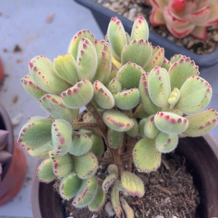 白熊06158多肉植物