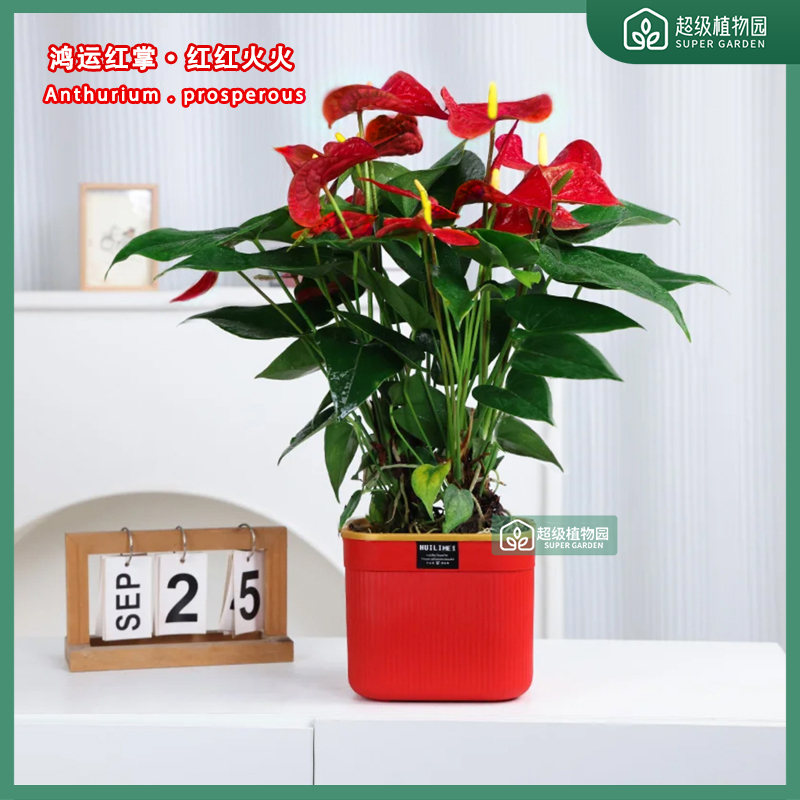 【带花发货】大盆红掌花卉盆栽客厅办公室内四季开花好养绿植6-8掌