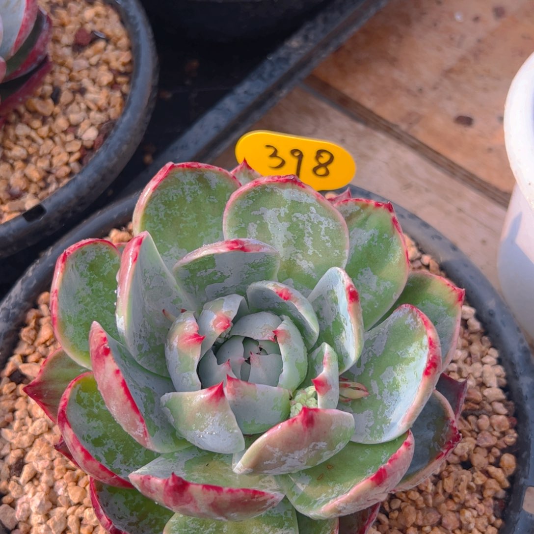 惊鸿仙子一物一拍398号