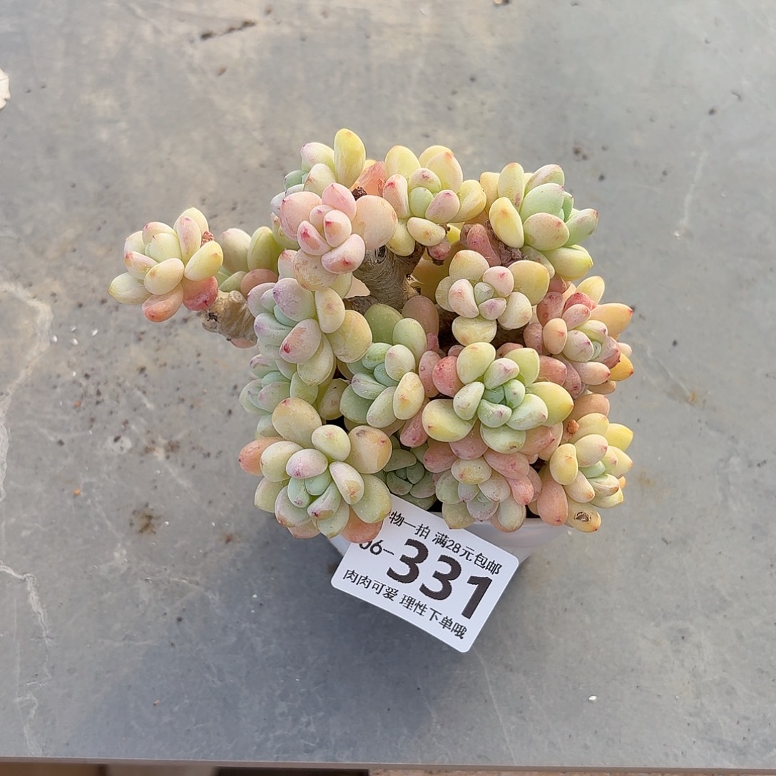 樱花罗琦无盆土发货无