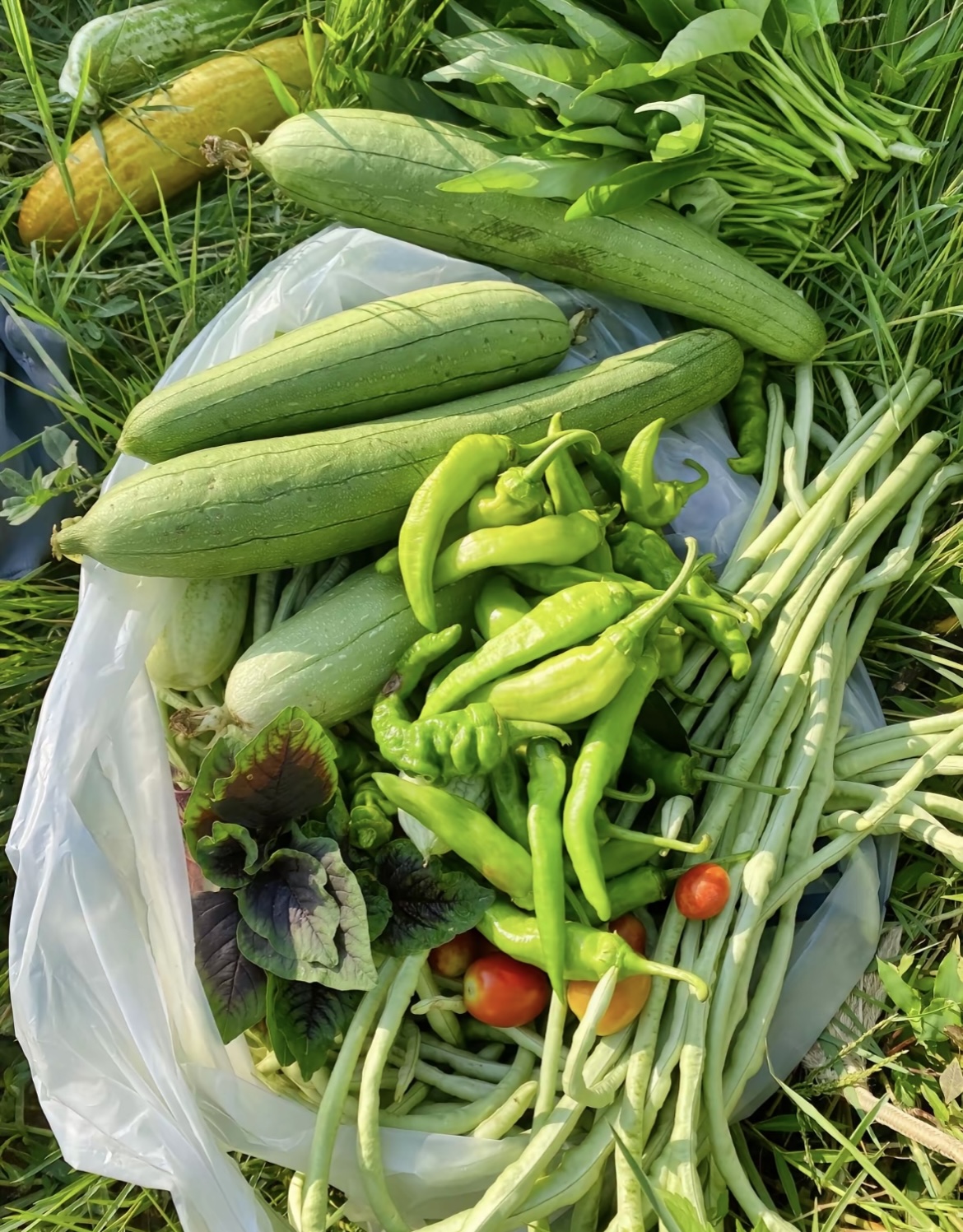 混装应季蔬菜，自选蔬菜