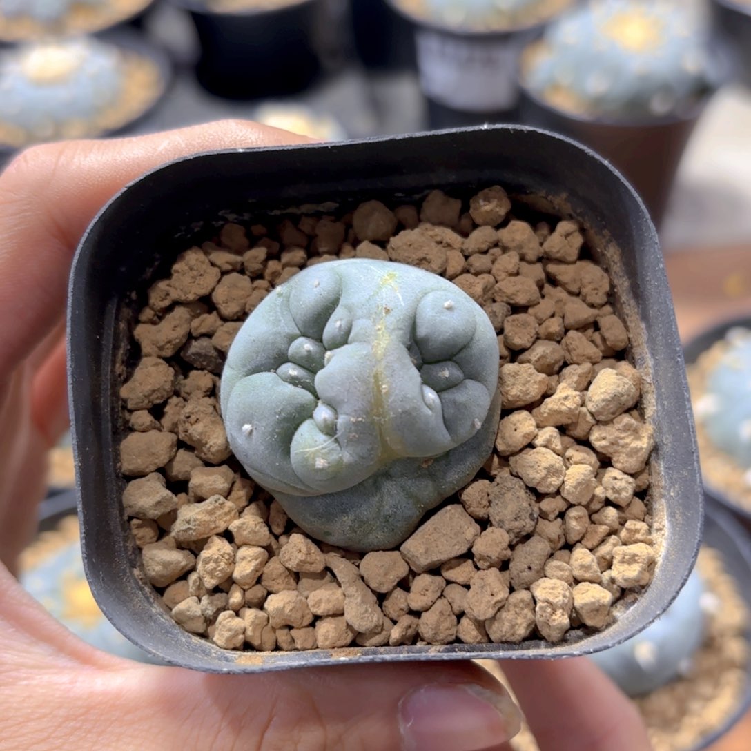 双头连体缀G g g g g