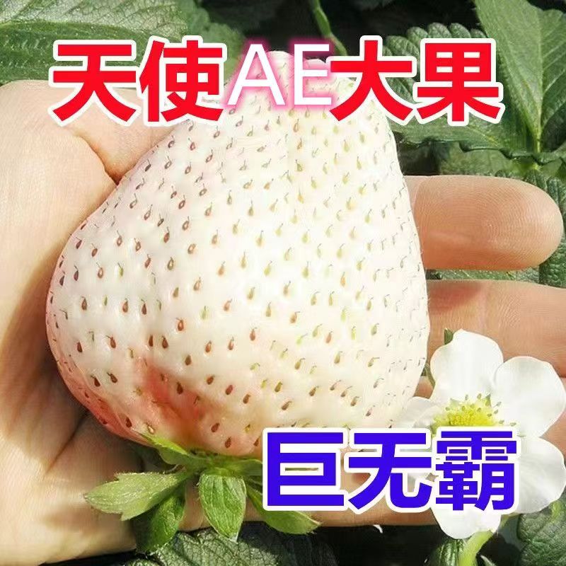 天使草莓苗，盆栽四季种植 ，南北通用种植  当年结果  草莓秧苗