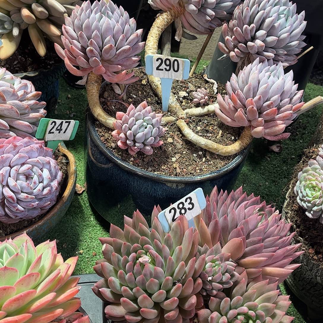 透***质所罗门多肉植物保护290