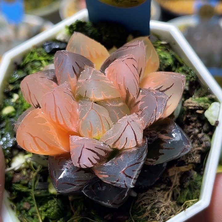 692水中月锦特选福利