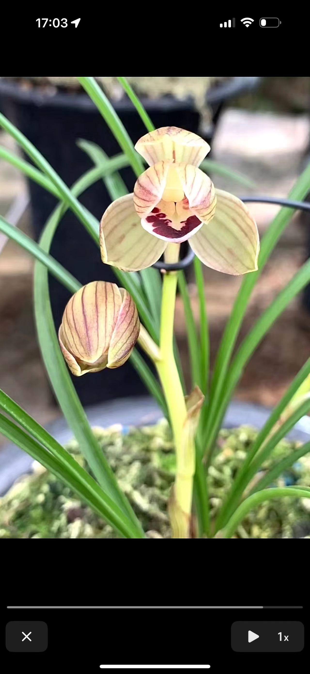 兰亭溆兰花专用链接