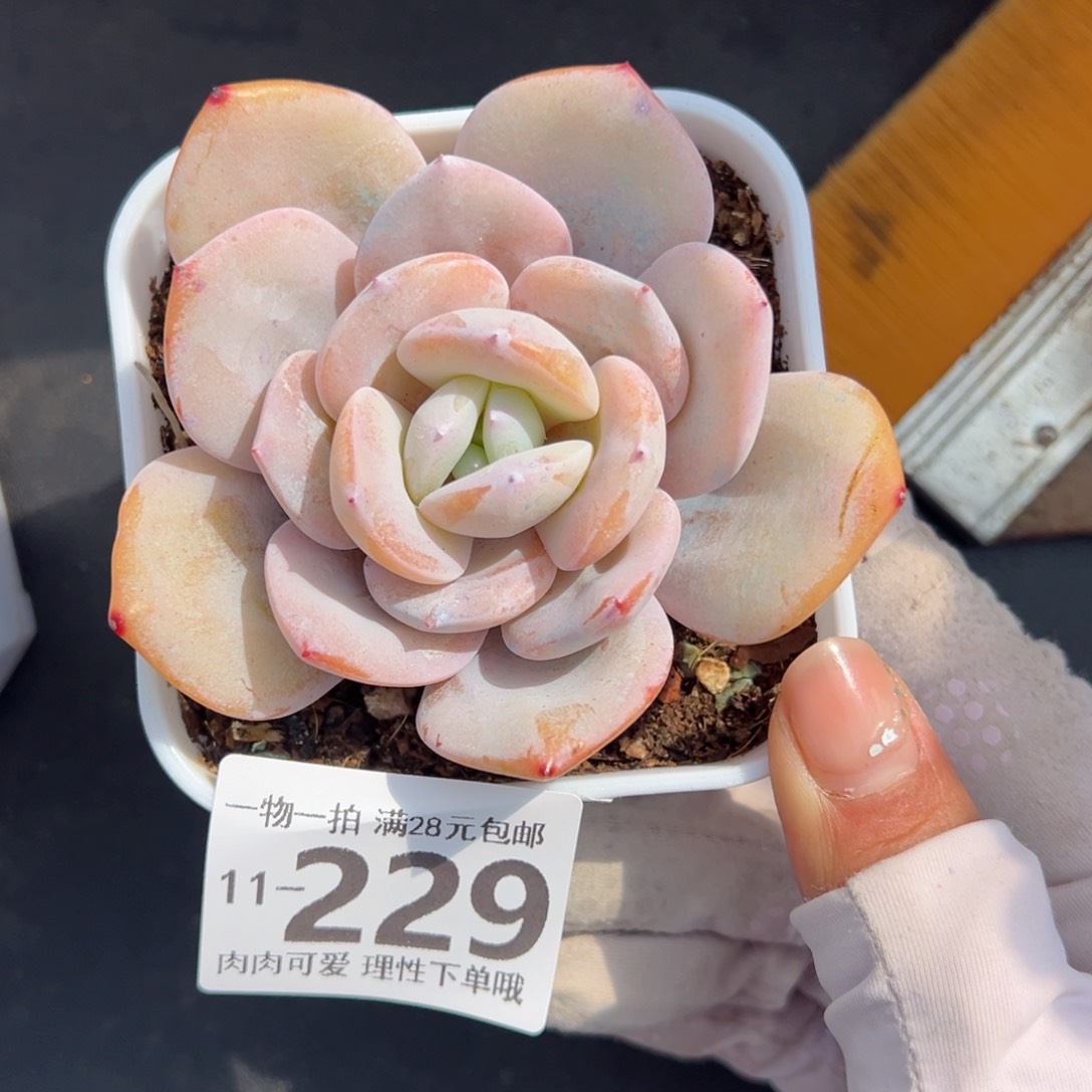 奶茶多肉多肉多肉多肉