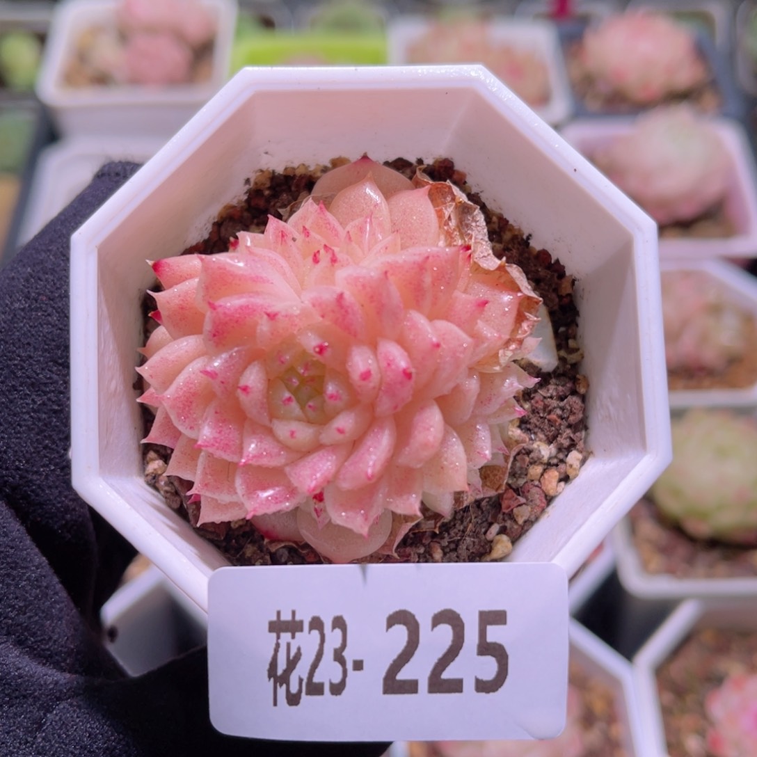 花利美23-225麦秆