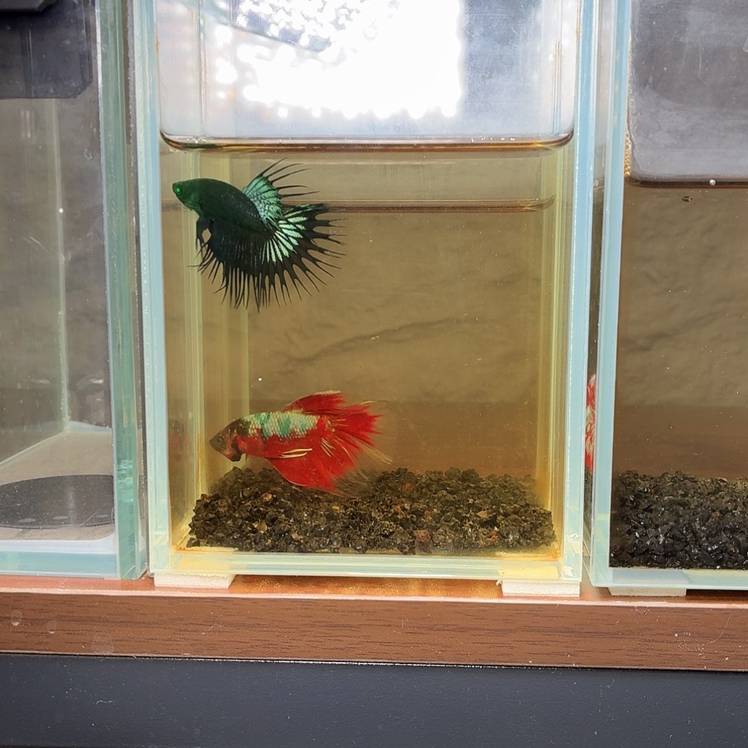 斗鱼绿魔狮王公鱼