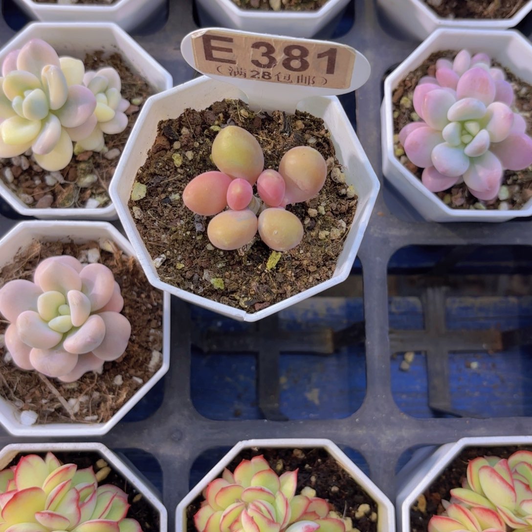 财***尖E381芒果奶一物一拍