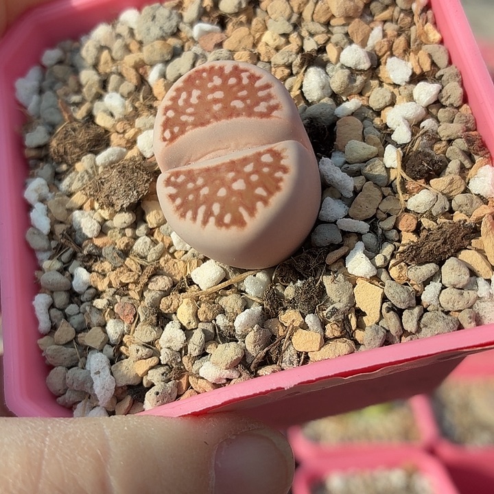 105f109r红网纹寿丽尺寸2.6