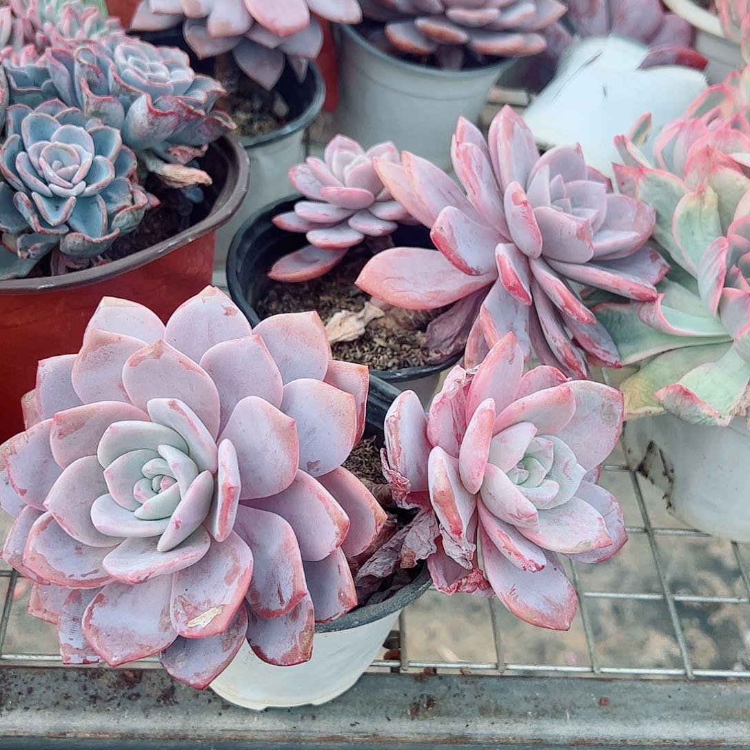 红茶双头起发精品特价