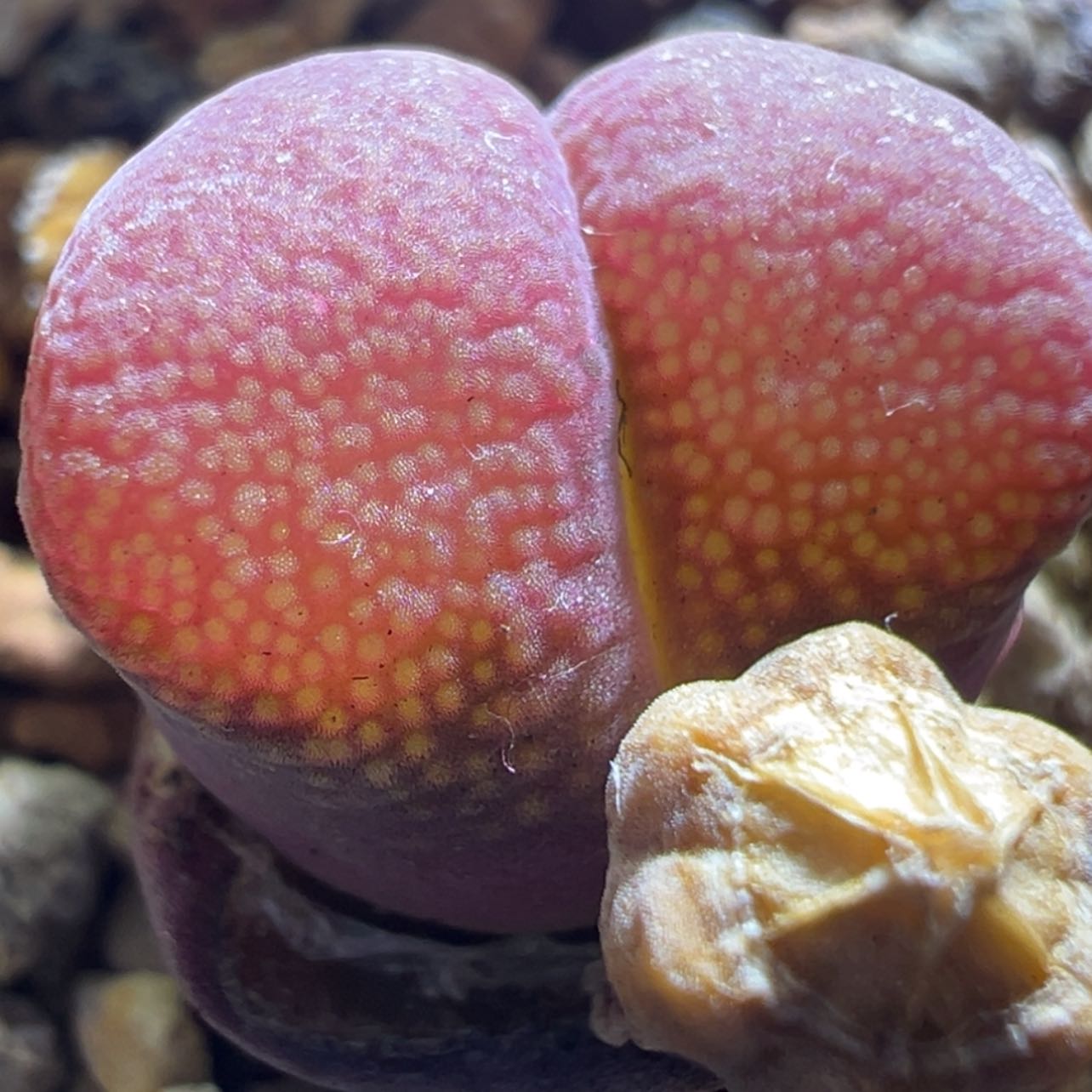 【闪购商品】日系原株