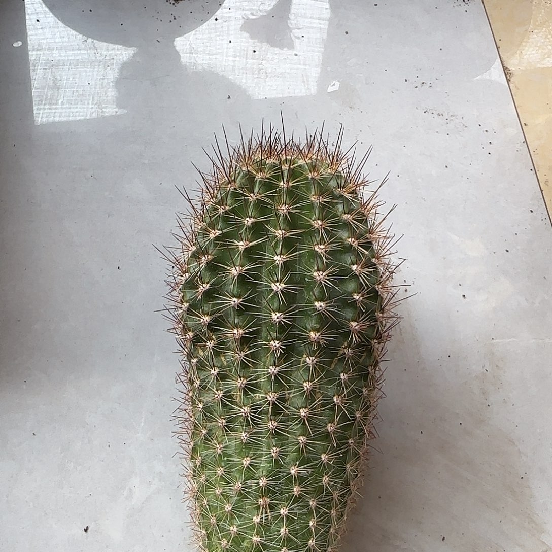 兰光小乔，10号大侧芽