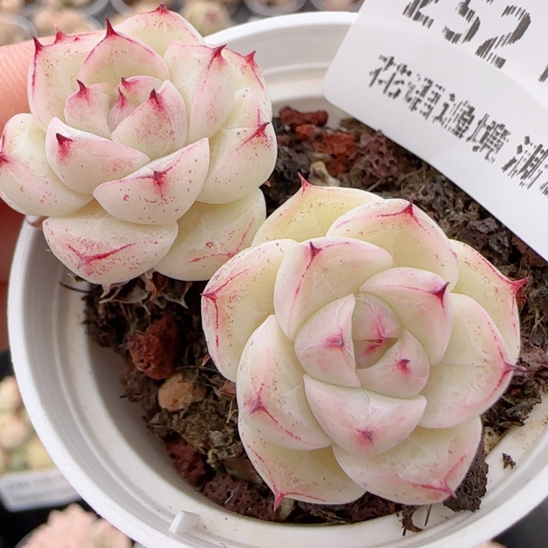 花语多肉1224-252魔仙散