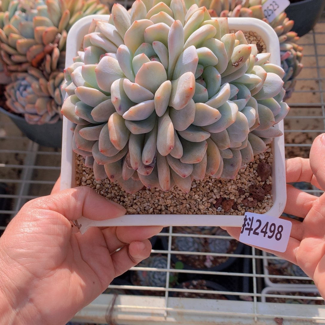 2498朵朵鲜花的玫瑰花瓣精华