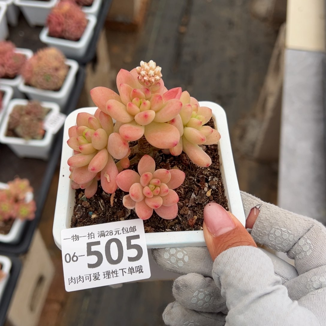 香格里拉多肉多肉多肉多肉