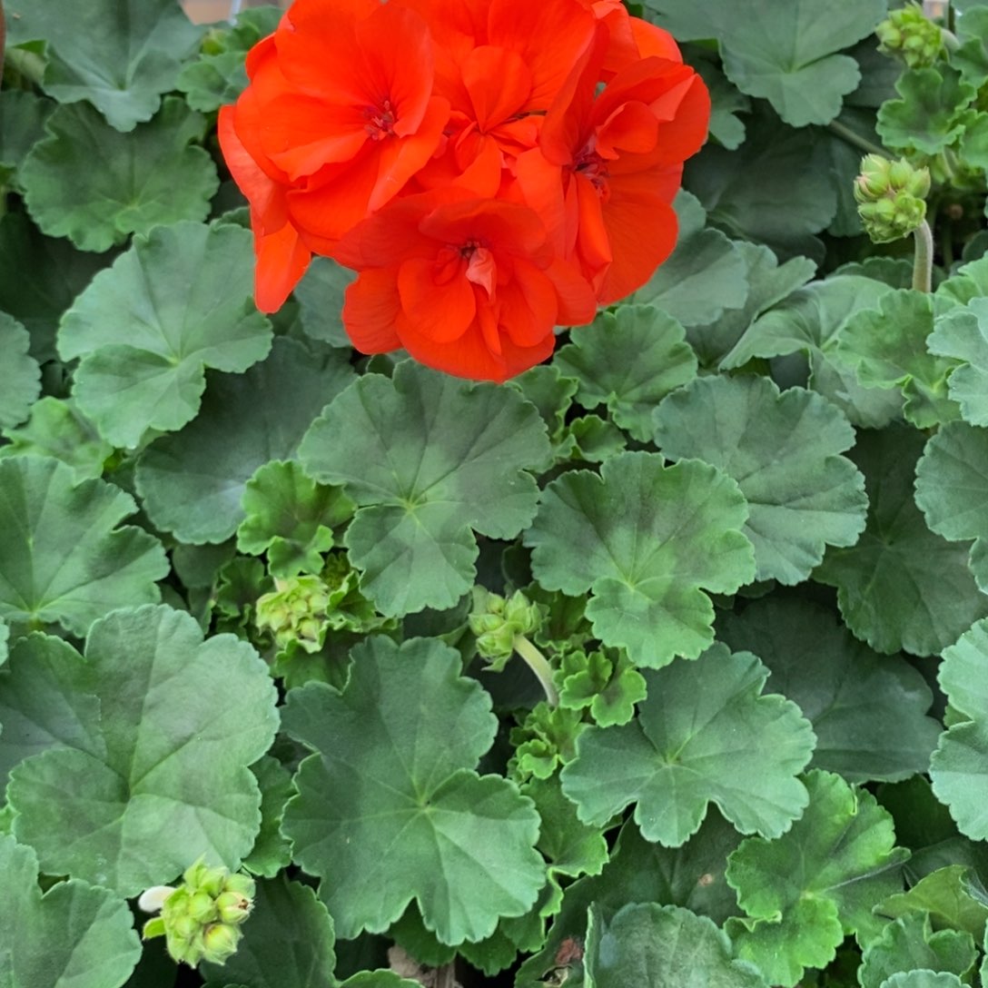 大部分开放少量花苞天竺葵橙色浪漫