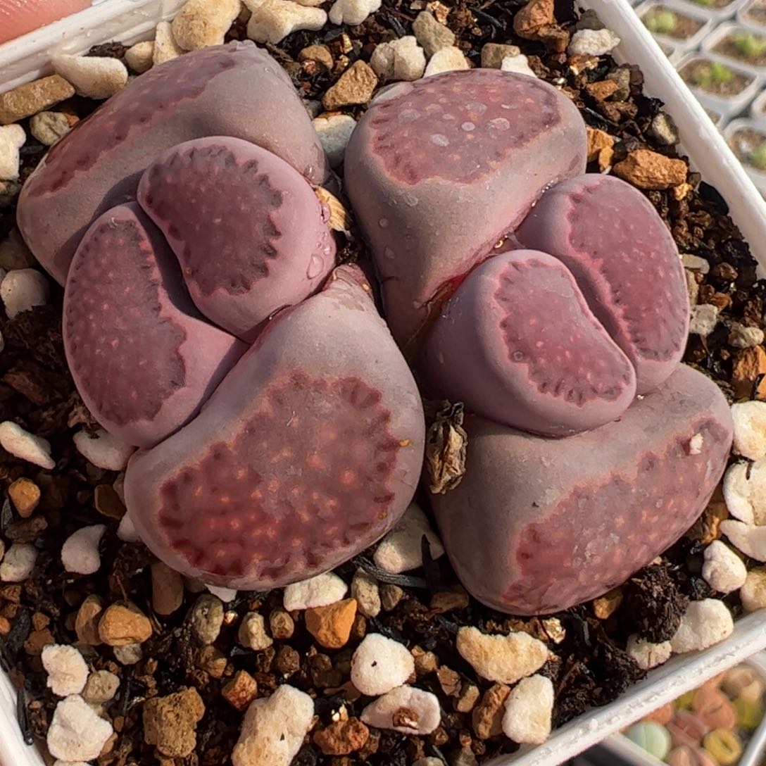 7521多肉植物百科