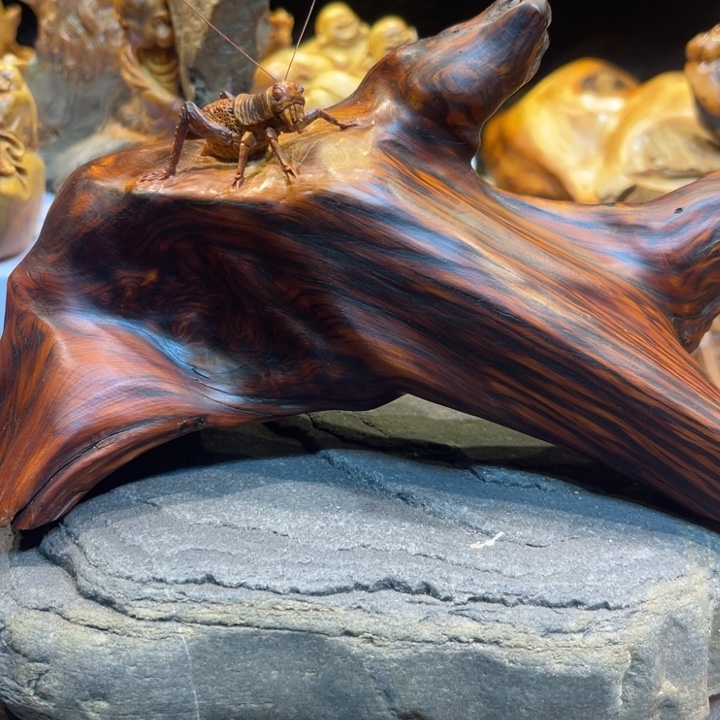 崖柏1111111111111111