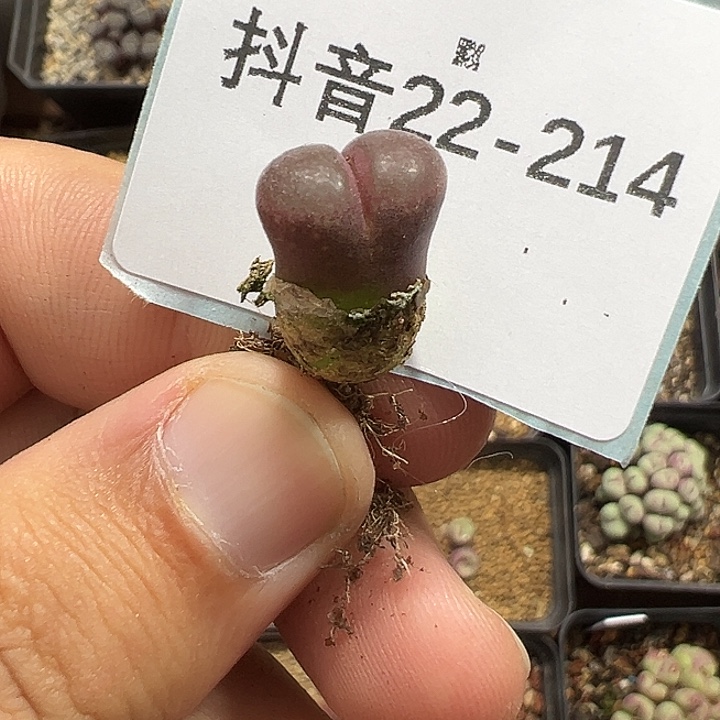 22-214肉锥多肉植物