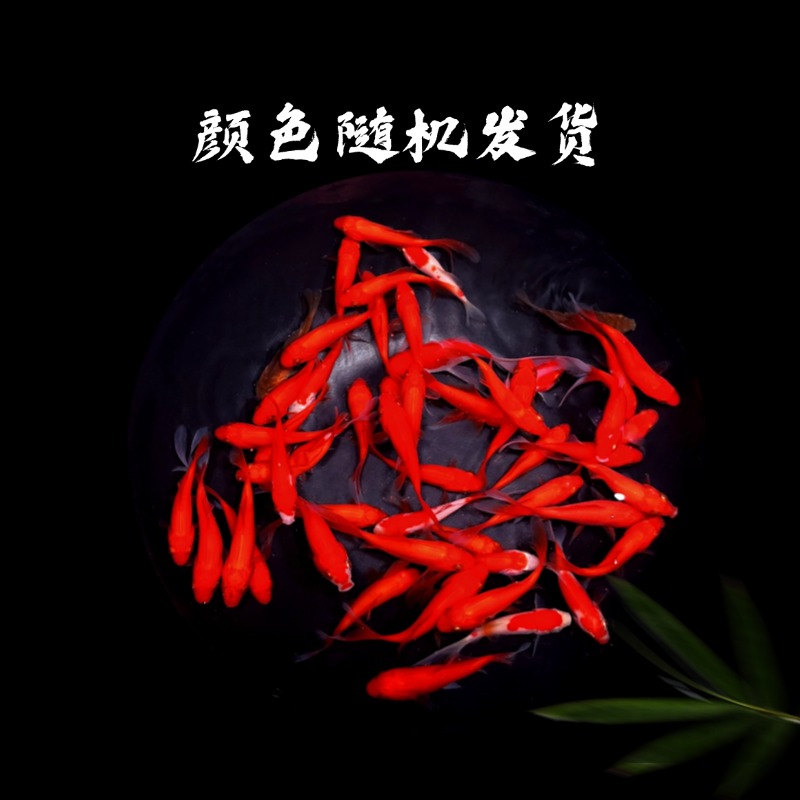 特卖福利红金鱼35条冷水观赏草金鱼好养耐活包邮