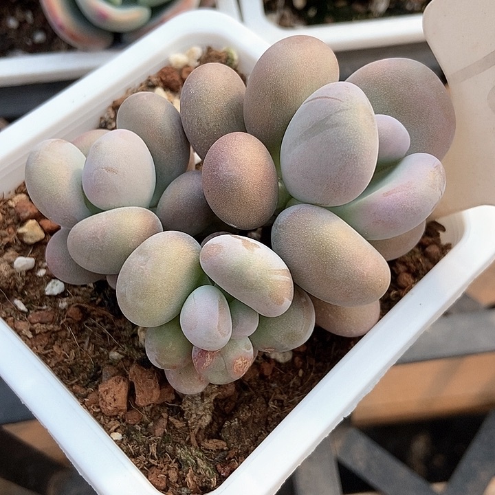 多肉植物1060多肉