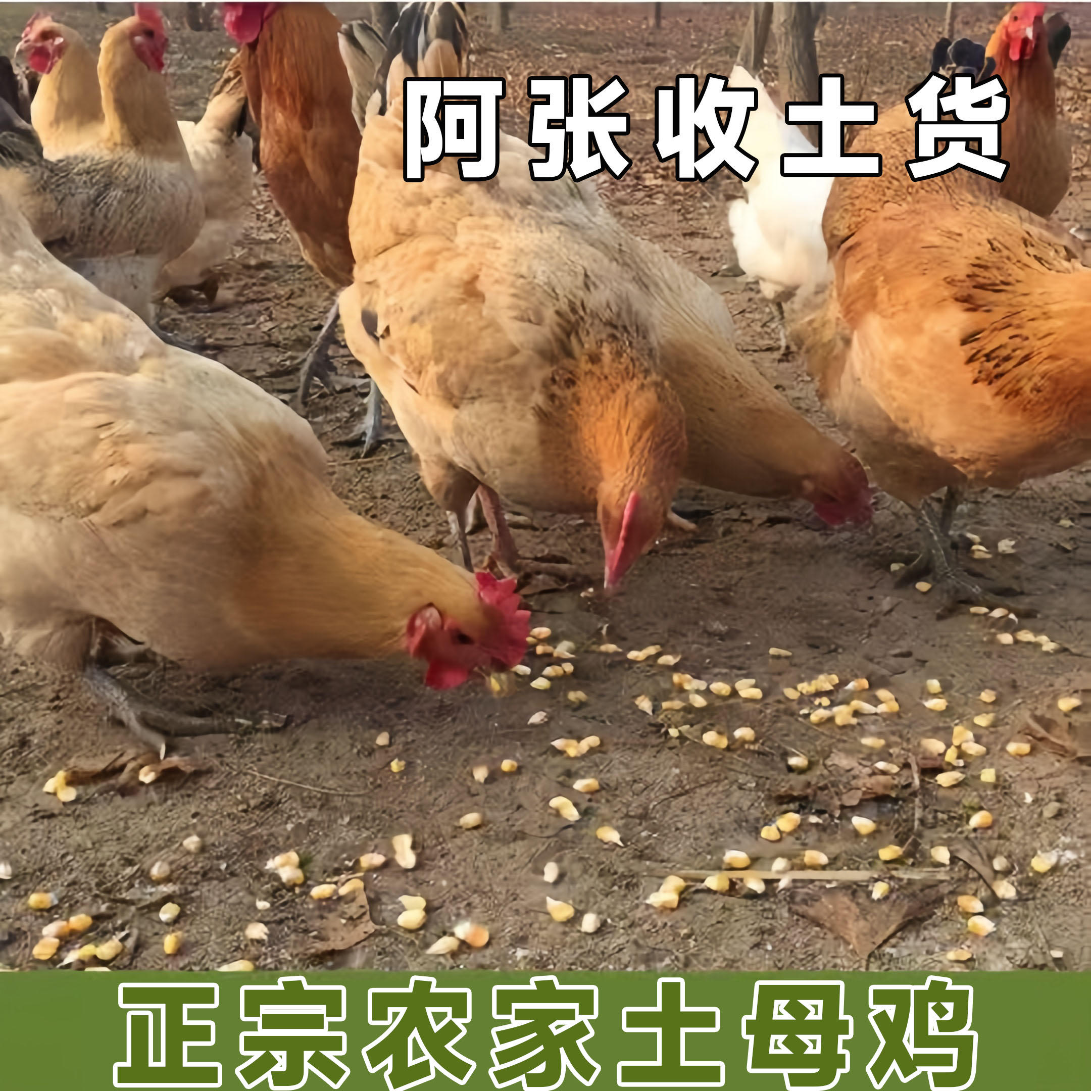 阿张收土货亲自下乡收正宗农家母鸡