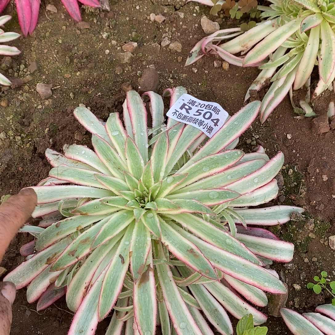 504朱雀多肉法师锦量拍