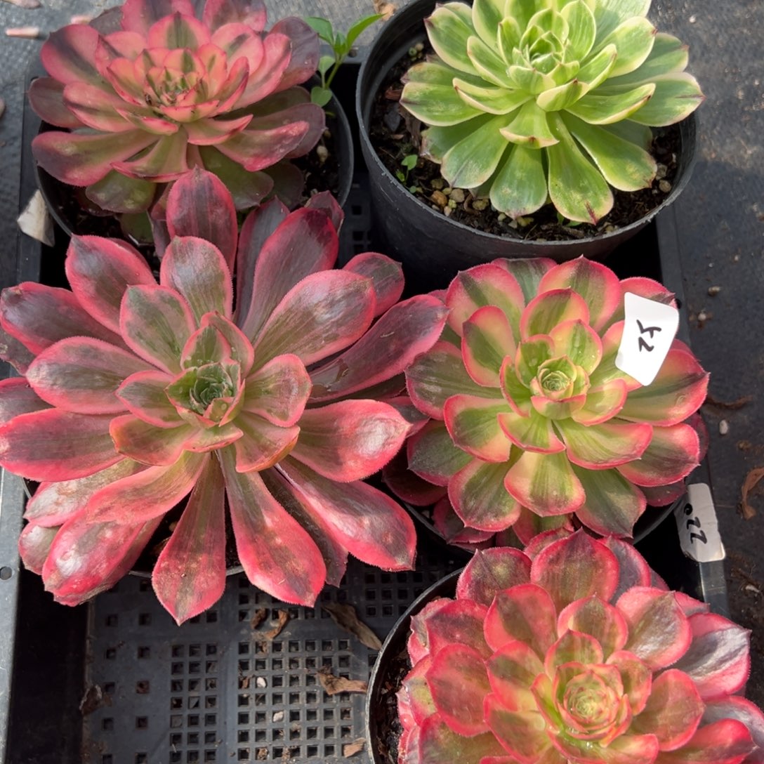 52一筐多肉嘻嘻嘻嘻了