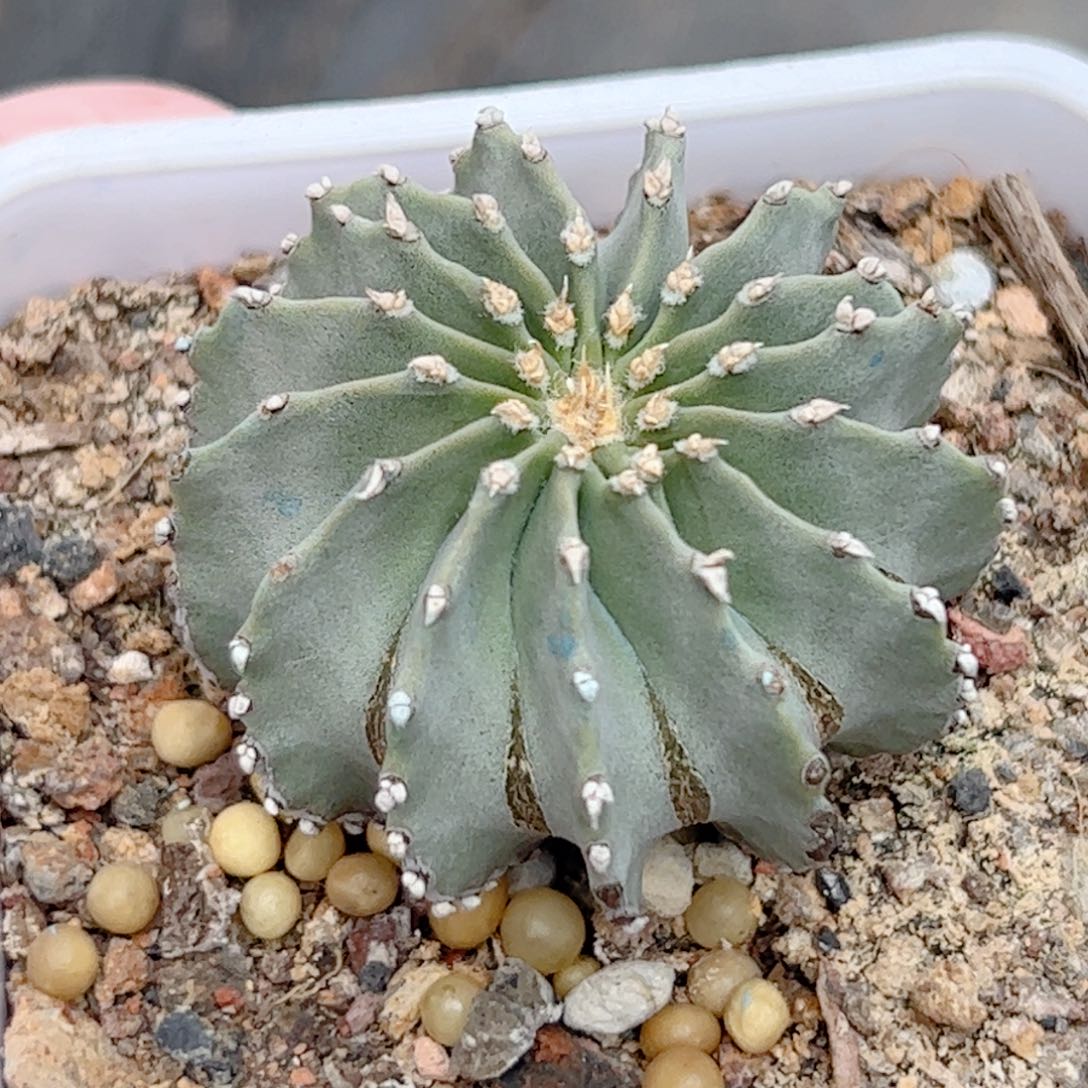 实生薄叶花笼仙人球