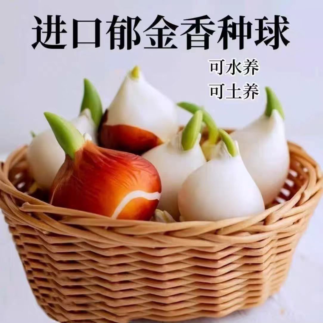 郁金香种球3颗装不含盆