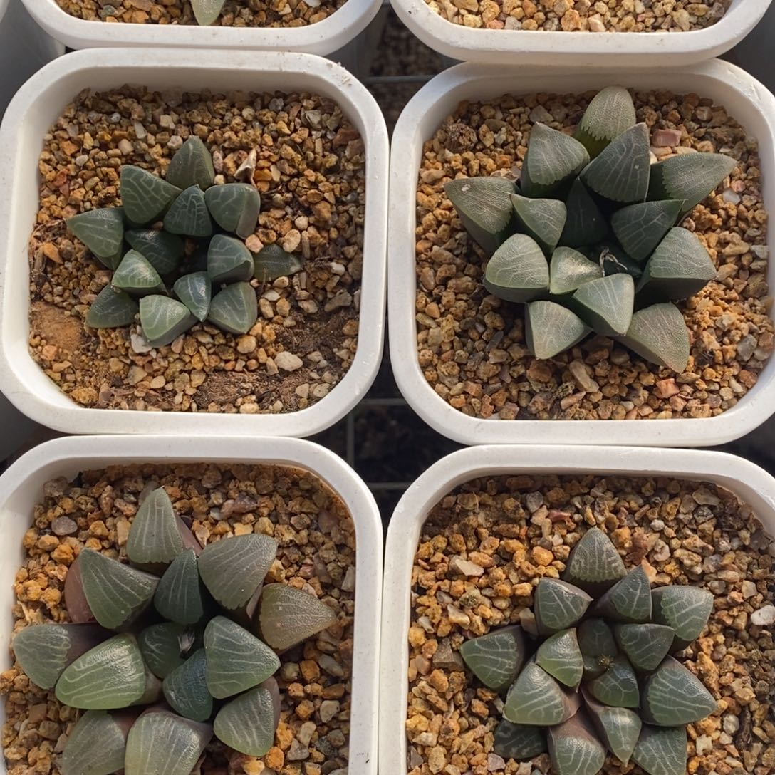 四颗一起实生超级大克 元旦新粉福利