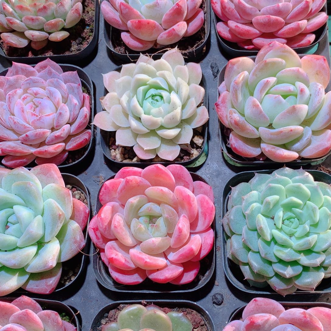 28-量拍品质保证多肉带盆16颗全单头