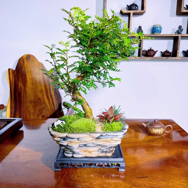 【鹅卵石盆】S清香木鲜活室内客夏季驱蚊空气净化好养淡淡清香