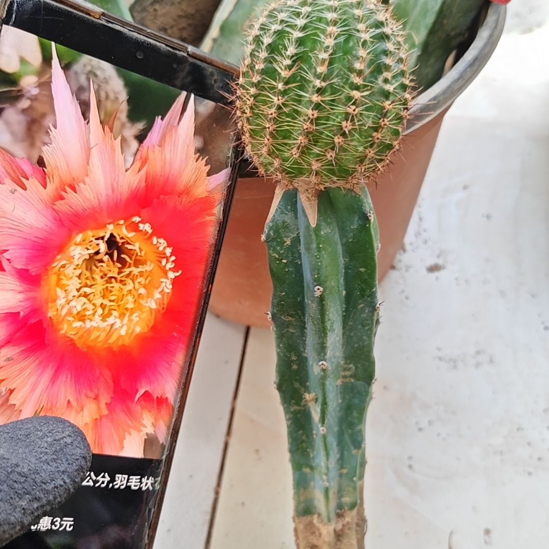 魔羽龙神木嫁接福52