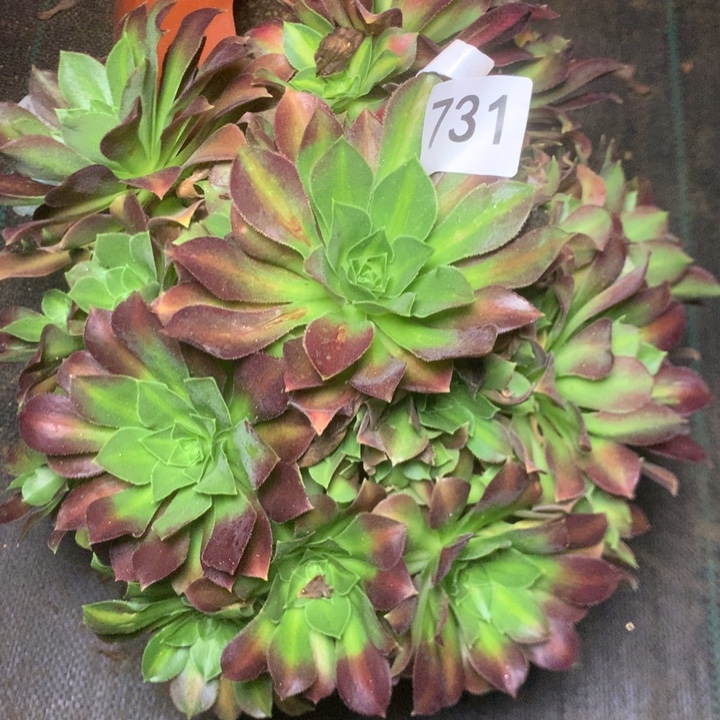 731玫琉多肉多肉植物