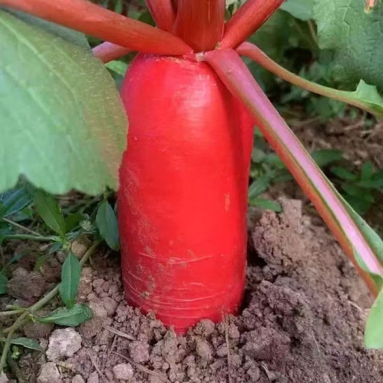 【红皮白心】水果红萝卜 炒菜 炖汤 泡菜上品