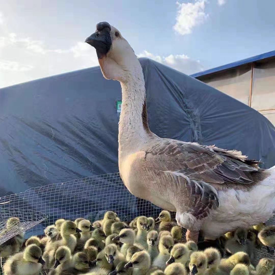 一号三两（左右）（大种狮头）娥大品种顺丰速运包邮宠物活体禽类活体