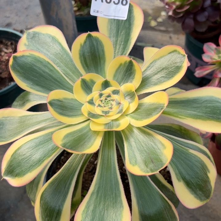 858王妃25厘米左右