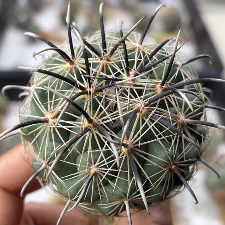 吟***舞凤舞          实生根