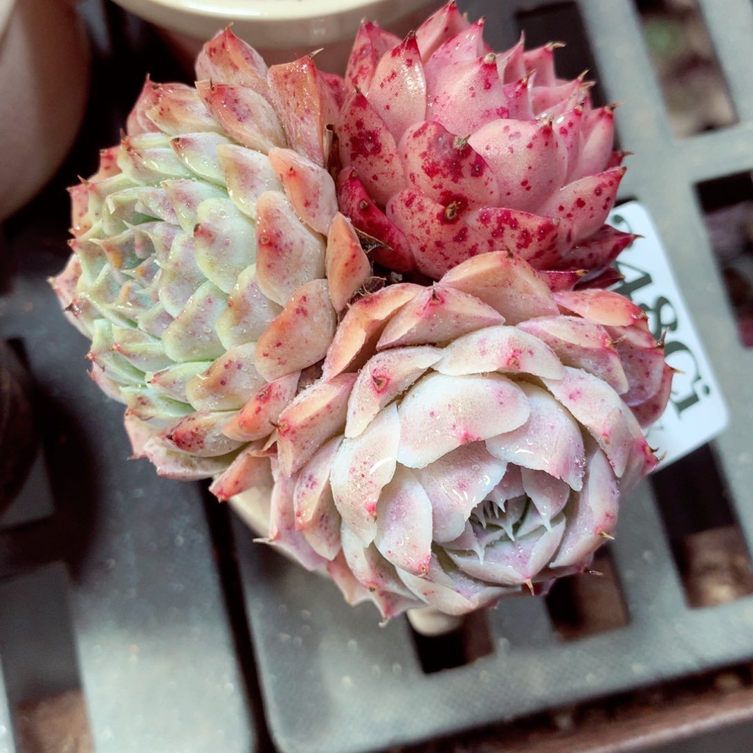 5厘米盆精控多肉348