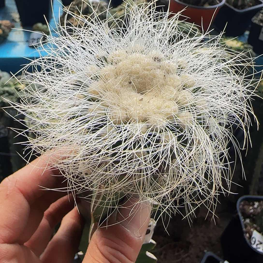 银须玉509仙人球开花