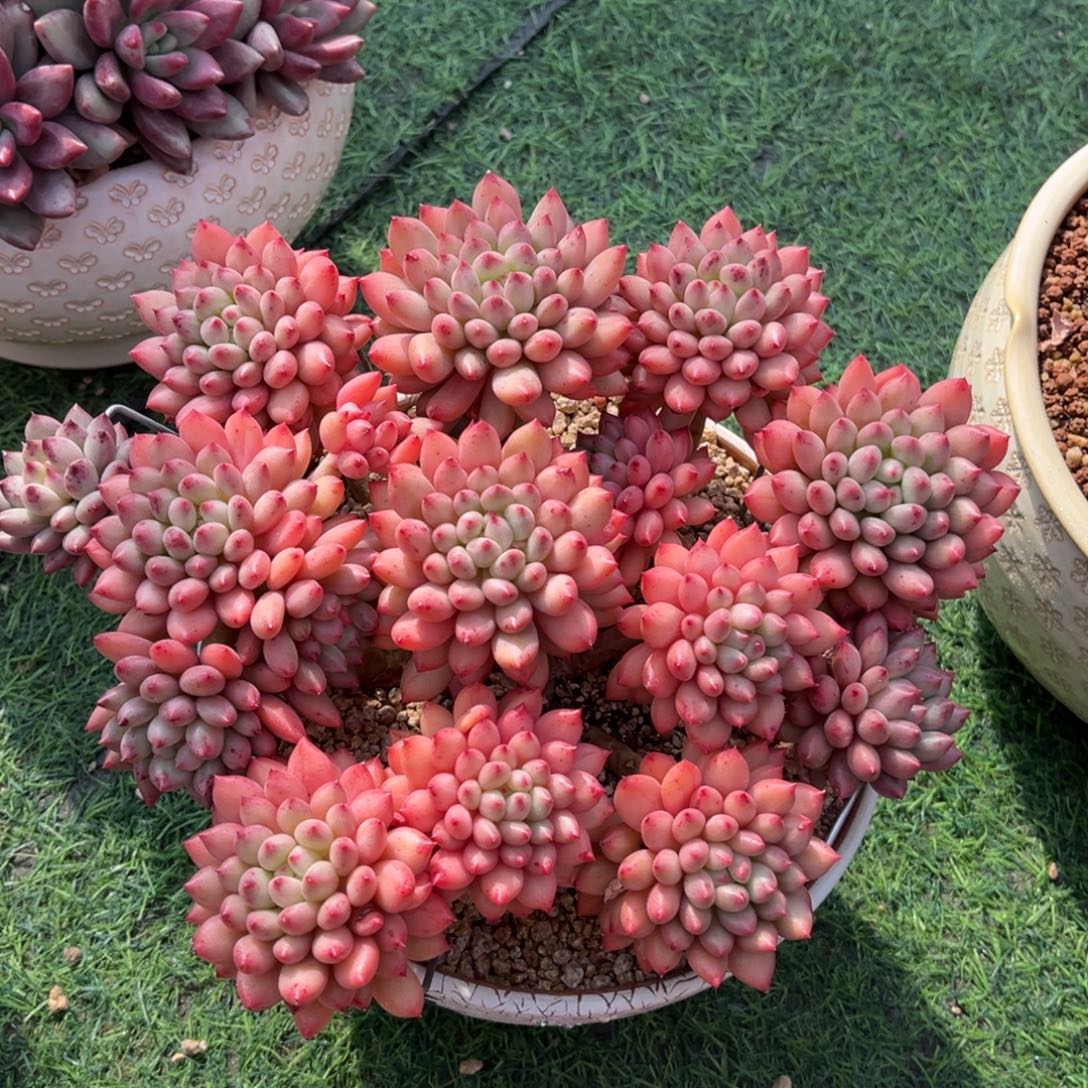 岩字高桩一物一拍