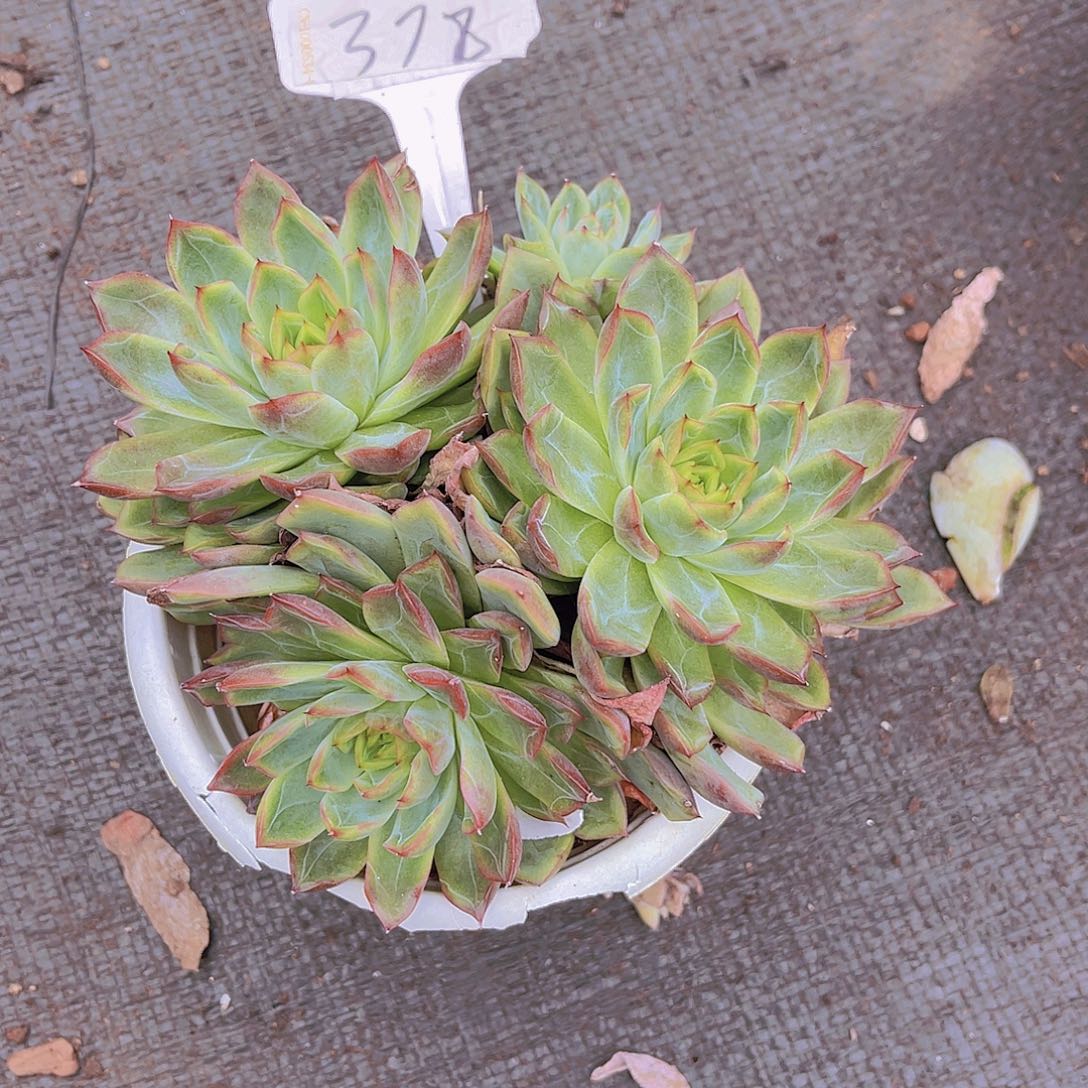 土****00000000000000000378